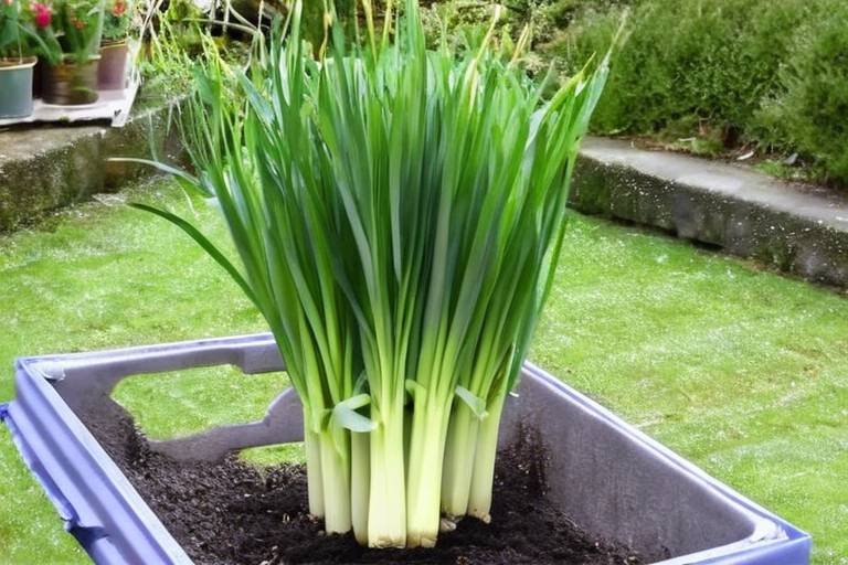Best Tips for Growing Leeks in Containers
