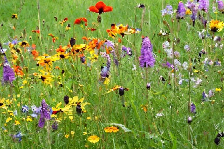 How to Grow a Wildflower Meadow in Your Backyard