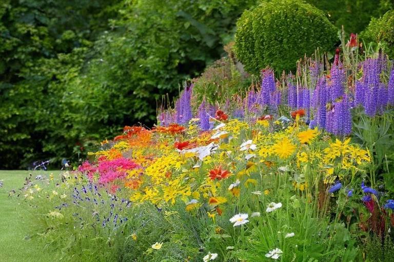 Best Plants for a Wildflower Border Garden