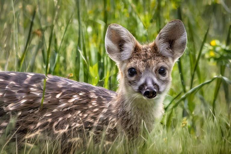 How to Create a DIY Wildlife Refuge in Your Backyard